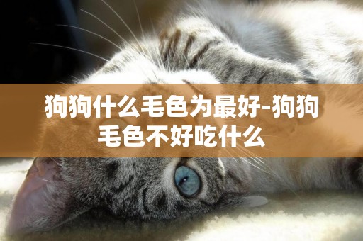 狗狗什么毛色為最好-狗狗毛色不好吃什么