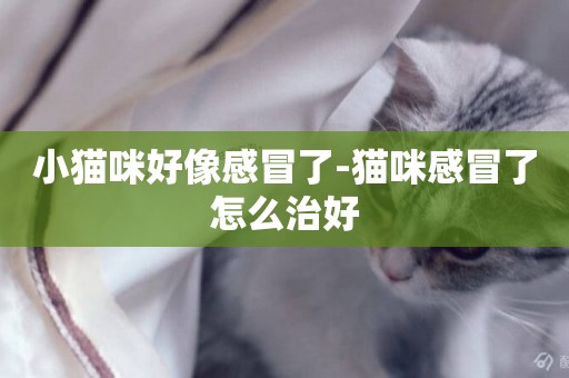 小貓咪好像感冒了-貓咪感冒了怎么治好