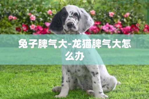 兔子脾氣大-龍貓脾氣大怎么辦