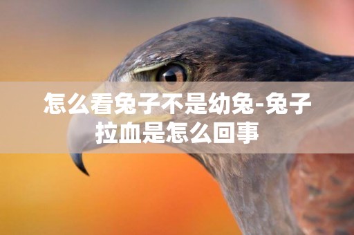 怎么看兔子不是幼兔-兔子拉血是怎么回事