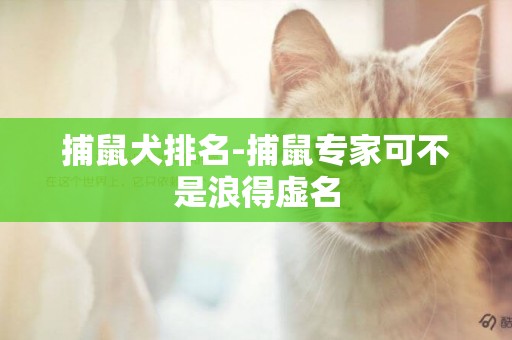 捕鼠犬排名-捕鼠專家可不是浪得虛名