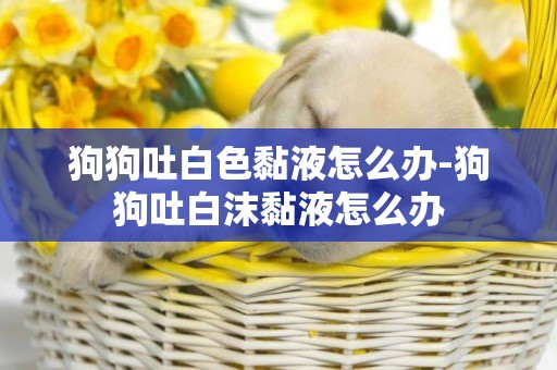 狗狗吐白色黏液怎么辦-狗狗吐白沫黏液怎么辦