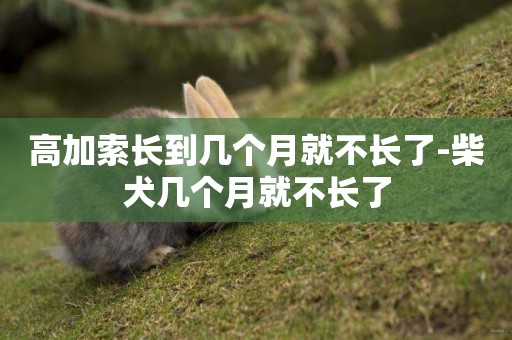 高加索長到幾個月就不長了-柴犬幾個月就不長了