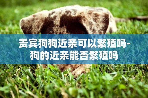 貴賓狗狗近親可以繁殖嗎-狗的近親能否繁殖嗎