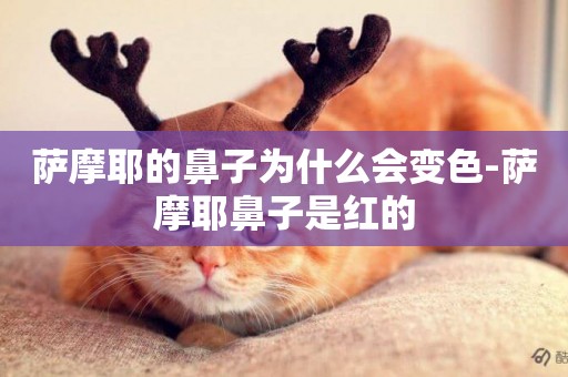 薩摩耶的鼻子為什么會變色-薩摩耶鼻子是紅的