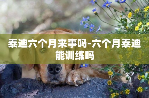 泰迪六個月來事嗎-六個月泰迪能訓練嗎