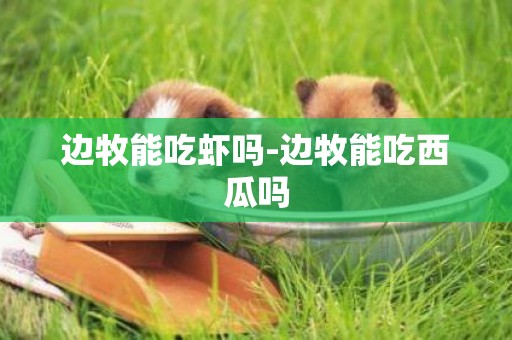邊牧能吃蝦嗎-邊牧能吃西瓜嗎