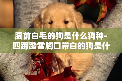 胸前白毛的狗是什么狗種-四蹄踏雪胸口帶白的狗是什么品種