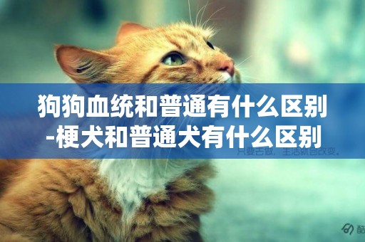 狗狗血統和普通有什么區別-梗犬和普通犬有什么區別