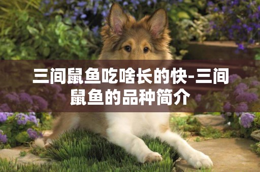 三間鼠魚吃啥長的快-三間鼠魚的品種簡介