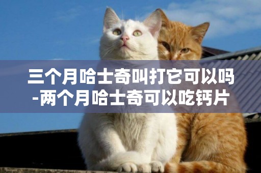 三個月哈士奇叫打它可以嗎-兩個月哈士奇可以吃鈣片嗎