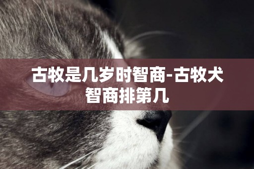 古牧是幾歲時智商-古牧犬智商排第幾