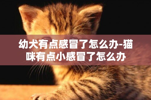 幼犬有點感冒了怎么辦-貓咪有點小感冒了怎么辦