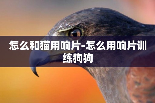 怎么和貓用響片-怎么用響片訓練狗狗