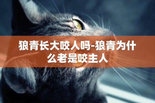 狼青長大咬人嗎-狼青為什么老是咬主人