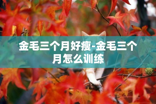金毛三個月好瘦-金毛三個月怎么訓練