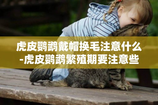 虎皮鸚鵡戴帽換毛注意什么-虎皮鸚鵡繁殖期要注意些什么