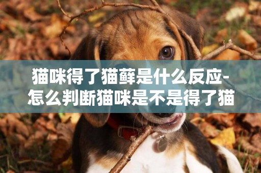 貓咪得了貓蘚是什么反應-怎么判斷貓咪是不是得了貓蘚