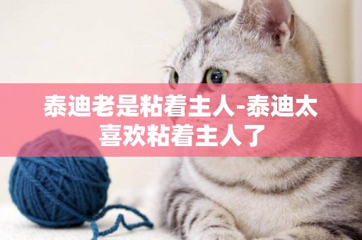 泰迪老是粘著主人-泰迪太喜歡粘著主人了