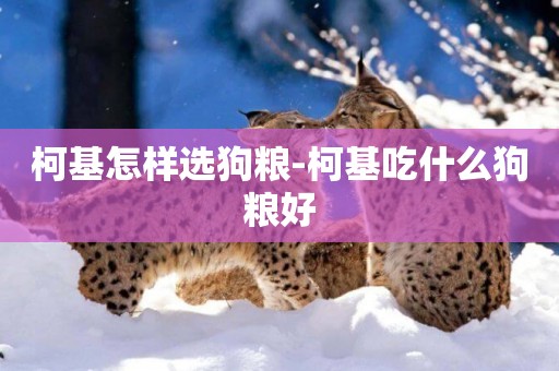 柯基怎樣選狗糧-柯基吃什么狗糧好