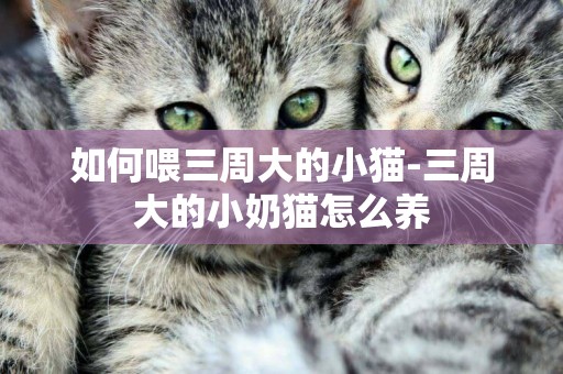 如何喂三周大的小貓-三周大的小奶貓怎么養