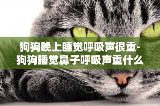 狗狗晚上睡覺呼吸聲很重-狗狗睡覺鼻子呼吸聲重什么原因