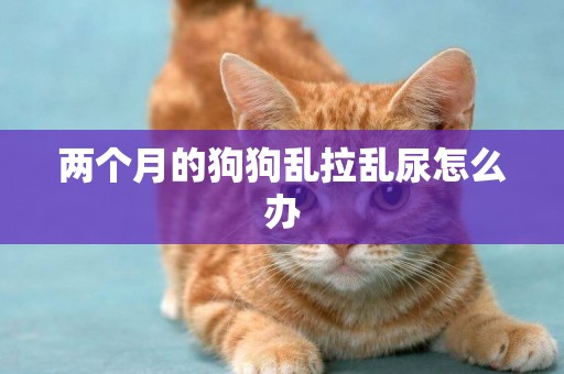 兩個月的狗狗亂拉亂尿怎么辦