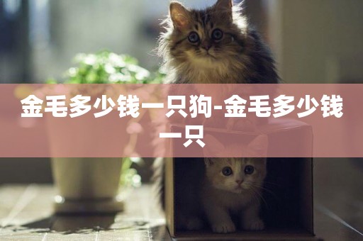 金毛多少錢一只狗-金毛多少錢一只