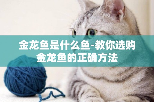 金龍魚是什么魚-教你選購金龍魚的正確方法