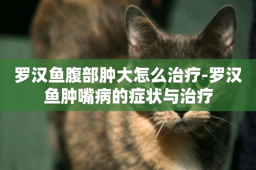 羅漢魚腹部腫大怎么治療-羅漢魚腫嘴病的癥狀與治療