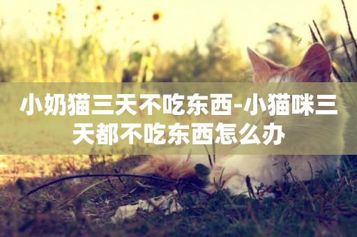 小奶貓三天不吃東西-小貓咪三天都不吃東西怎么辦
