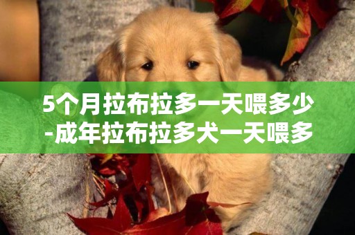 5個月拉布拉多一天喂多少-成年拉布拉多犬一天喂多少狗糧