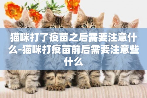 貓咪打了疫苗之后需要注意什么-貓咪打疫苗前后需要注意些什么
