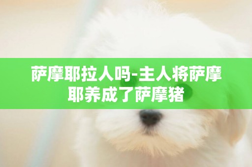 薩摩耶拉人嗎-主人將薩摩耶養成了薩摩豬