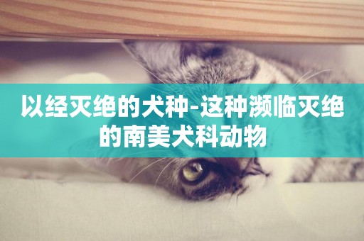 以經滅絕的犬種-這種瀕臨滅絕的南美犬科動物
