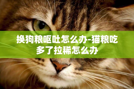 換狗糧嘔吐怎么辦-貓糧吃多了拉稀怎么辦