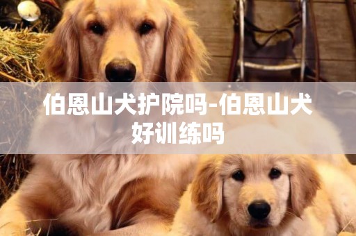 伯恩山犬護院嗎-伯恩山犬好訓練嗎