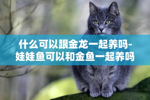什么可以跟金龍一起養嗎-娃娃魚可以和金魚一起養嗎
