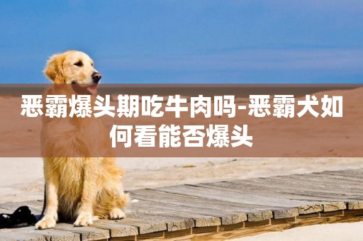 惡霸爆頭期吃牛肉嗎-惡霸犬如何看能否爆頭