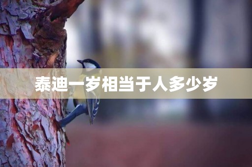 泰迪一歲相當于人多少歲