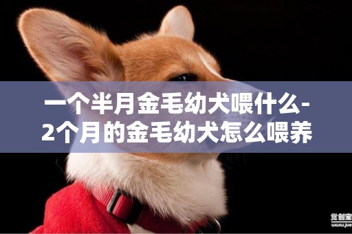 一個半月金毛幼犬喂什么-2個月的金毛幼犬怎么喂養