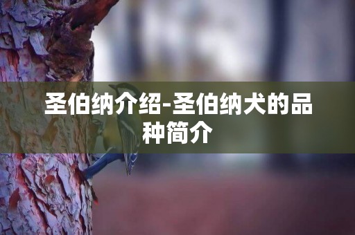 圣伯納介紹-圣伯納犬的品種簡介