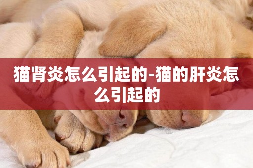貓腎炎怎么引起的-貓的肝炎怎么引起的
