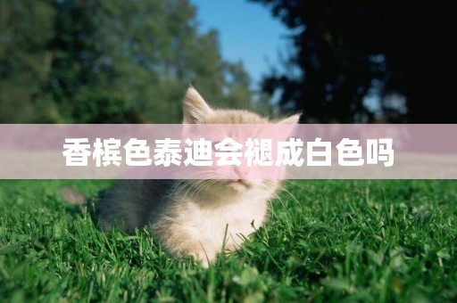香檳色泰迪會褪成白色嗎