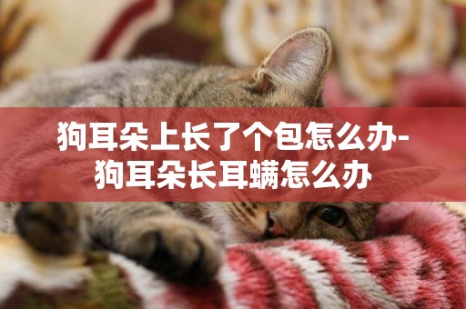 狗耳朵上長了個包怎么辦-狗耳朵長耳螨怎么辦