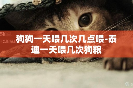 狗狗一天喂幾次幾點喂-泰迪一天喂幾次狗糧
