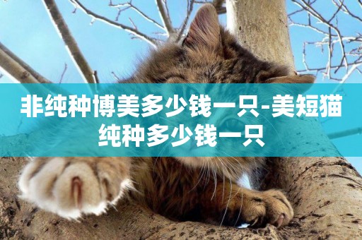 非純種博美多少錢一只-美短貓純種多少錢一只