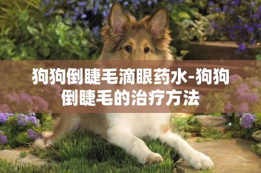 狗狗倒睫毛滴眼藥水-狗狗倒睫毛的治療方法