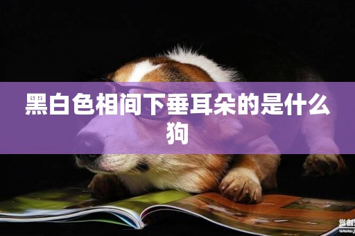 黑白色相間下垂耳朵的是什么狗