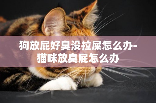 狗放屁好臭沒拉屎怎么辦-貓咪放臭屁怎么辦